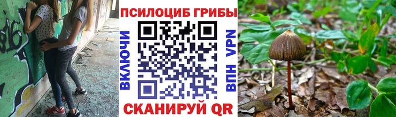 mega зеркало  Воронеж  Галлюциногенные грибы Psilocybine cubensis 